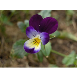 Viola tricolor - Pensée tricolore - BIO