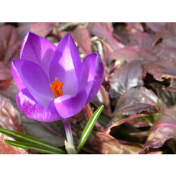 Crocus - Flower Record - 10 bulbes - BIO