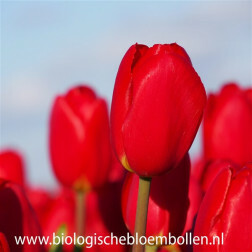 Tulipe - Fire Clay - 10 bulbes - BIO