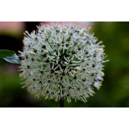 Allium ameloprasum - Ping Pong - 10 bulbes - BIO