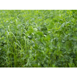 Luzerne-trèfle des prés-pelouse, engrais vert 25g - BIO