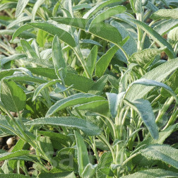 Salvia officinalis - Sauge - BIO