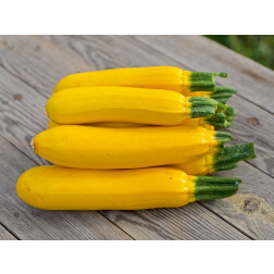 Courgette jaune - Solara - BIODYNAMIQUE